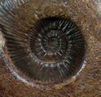 Large Hammatoceras Ammonite From France #7996-4